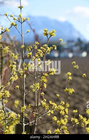 Blüten der Kornelkirsche, in Österreich auch Dirndlstrauch genannt - Die Blütezeit dieses Strauchs liegt im März/April, in der Regel sogar noch vor de Banque D'Images