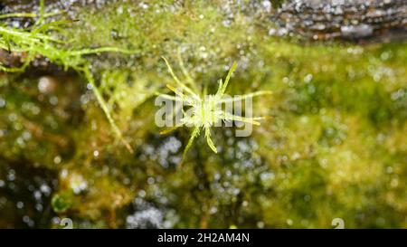 Moss sphagnum, plante individuelle, photo macro avec arrière-plan flou Banque D'Images