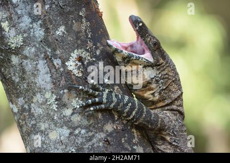 Moniteur de dentelle (goanna d'arbre) - Varanus varius - escalade d'un arbre dans la nature dans l'est de l'Australie.Ils peuvent croître jusqu'à deux mètres de long. Banque D'Images