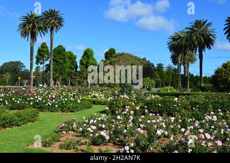 Un jardin de roses dans Centennial Park, Sydney Banque D'Images