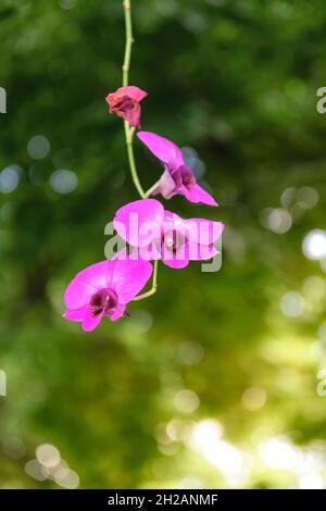 Thaïlande orchidée pourpre dans le jardin. Banque D'Images