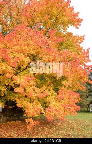 Automne doré sur la citadelle de Poznan, couleurs jaune rouge orange doré.Pologne Banque D'Images