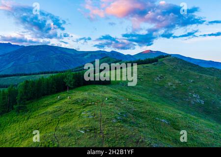 Vue aérienne de la montagne et de la forêt verte au coucher du soleil à Xinjiang, Chine. Banque D'Images