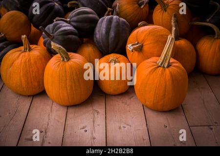 Récolte. Fond citrouilles.Couleurs d'automne saison orange pour Halloween, jour de Thanksgiving. Banque D'Images