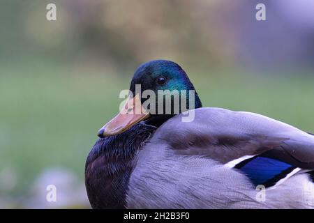 Portrait d'un canard colvert mâle ( Anas platyrhynchos) Banque D'Images