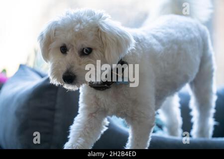 Jeune adorable chien chiot look espiègle à l'appareil photo Banque D'Images