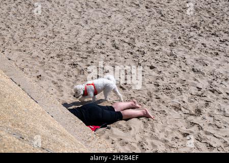 Un chien curieux vient à travers un soleil sur Avon Beach à Dorset, Angleterre Royaume-Uni Banque D'Images