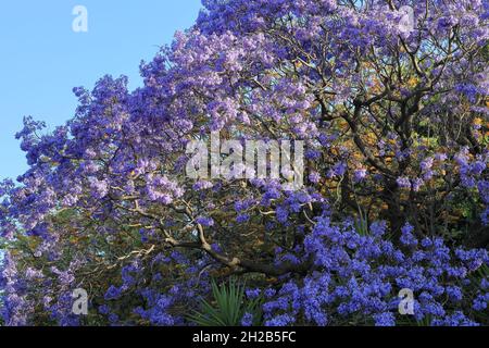 Gros plan de l'arbre Jacaranda fleur pourpre au printemps, avec des fleurs jaunes en arrière-plan, contre le ciel bleu.Printemps, saison, nature, concept de fond. Banque D'Images