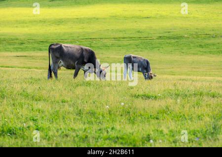 Vaches mangeant de l'herbe sur la prairie de Nalati dans Xinjiang, Chine. Banque D'Images