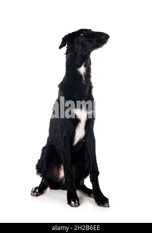 jeune borzoi devant un fond blanc Banque D'Images