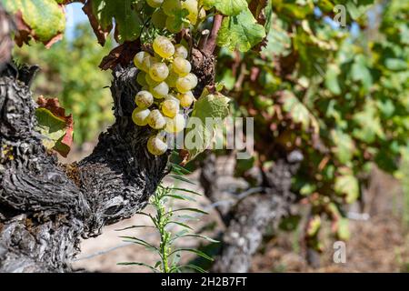 Vignoble mit Sémilton cépages au Château d'Yquem, Sauternes.France Banque D'Images