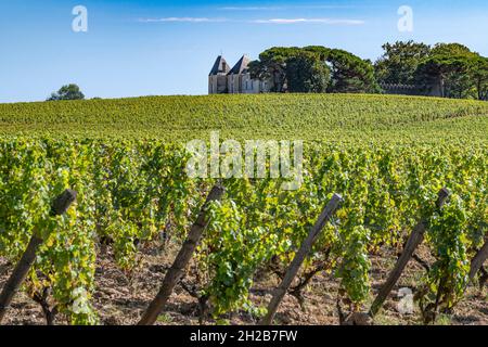 Vignoble mit Sémilton cépages au Château d'Yquem, Sauternes.France Banque D'Images