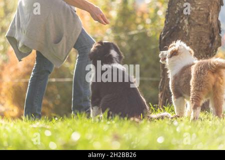 Un chien de maître féminin donne avec amour les premières leçons d'obéissance aux chiens de chiots de berger australiens mignons Banque D'Images