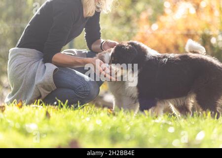 Un chien de maître féminin donne avec amour les premières leçons d'obéissance aux chiens de chiots de berger australiens mignons Banque D'Images