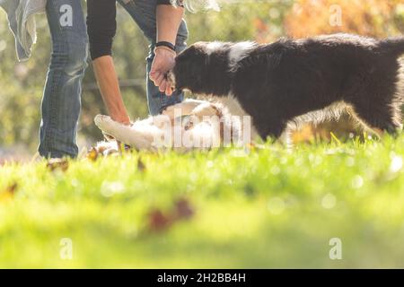 Un chien de maître féminin donne avec amour les premières leçons d'obéissance aux chiens de chiots de berger australiens mignons Banque D'Images