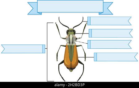 Illustration de l'anatomie externe d'une feuille de travail de brachinus Illustration de Vecteur