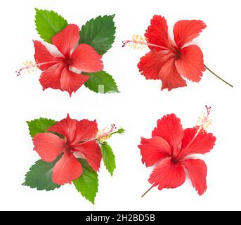 Fleur d'hibiscus isolée sur fond blanc Banque D'Images