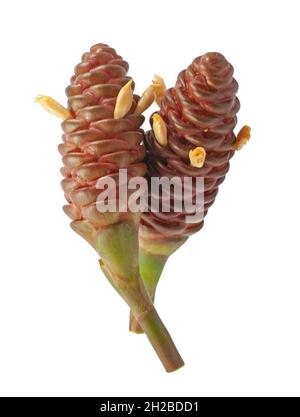 Zingiber Zerumbet fleur isolée sur fond blanc Banque D'Images