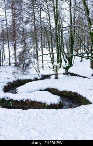 forêt de hêtres otzarreta dans le pays basque enneigé par une journée d'hiver Banque D'Images