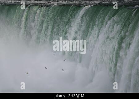 Oiseaux volant vers les chutes du Niagara, Canada. Banque D'Images