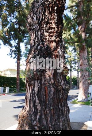 Beverly Hills, Californie, États-Unis 9 septembre 2021 Une vue générale de l'atmosphère de l'arbre sur Beverly Drive le 9 septembre 2021 à Beverly Hills, Californie, États-Unis.Photo par Barry King/Alay stock photo Banque D'Images