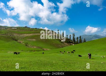 Magnifique paysage à Gulmarg Jammu Cachemire Banque D'Images