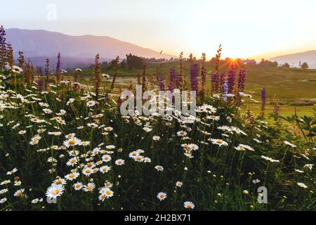 Magnifique paysage à Gulmarg jammu Cachemire Banque D'Images