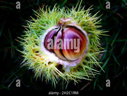 Les châtaignes sucrées se trouvent sur un sol boisé près d'Ashford dans le Kent, tandis que les vents forts les amènent de leurs arbres vers le bas.Le châtaignier à feuilles caduques a été introduit au Royaume-Uni par les Romains pour ses noix souvent semées en farine et largement plantées pour son bois, il se comporte maintenant comme un arbre indigène, en particulier dans le sud-est de l'Angleterre où il se propage à travers de nombreuses terres boisées par la graine.Date de la photo: Jeudi 21 octobre 2021. Banque D'Images