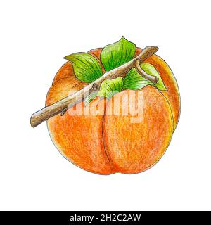 Persimmon main crayon dessin, esquisse, isolé, fond blanc.Illustration de votre conception. Banque D'Images