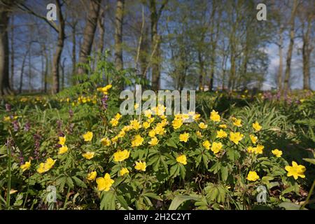 Anemone jaune, anemone de bois jaune, anemone de buttercup (Anemone ranunculoides), floraison, Pays-Bas, frison Banque D'Images