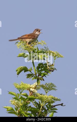 Whitethorat (Sylvia communis), chantant le mâle sur le sureau en fleur, pays-Bas, Frison, NSG Fochteloerveen Banque D'Images