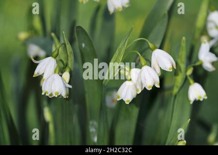 Flocon de neige d'été (Leucojum aestivum), floraison, pays-Bas, Frise Banque D'Images