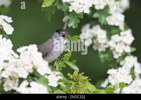 Black cap (Sylvia atricapilla), chant masculin sur hawthorn, pays-Bas Banque D'Images