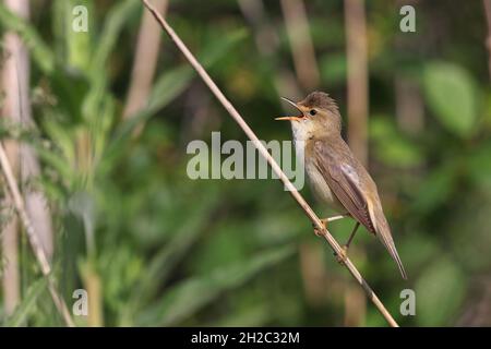 paruline de marais (Acrocephalus palustris), chantant sur un roseau en terre de jachère , pays-Bas, Frison, Makkum Banque D'Images