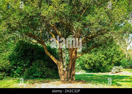 Juif commun, juif anglais, juif européen (Taxus baccata), vieux arbre unique dans un parc, Allemagne Banque D'Images