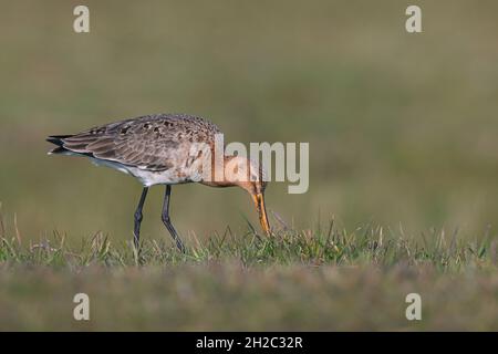 Godwit à queue noire (Limosa limosa), mâle fourrager dans un pré , pays-Bas, Frison Banque D'Images