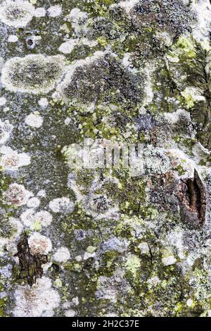 Hêtre commun (Fagus sylvatica), détail d'un tronc, écorce recouverte de lichens, Allemagne, Mecklembourg-Poméranie occidentale, NSG Gespensterwald Nienhagen Banque D'Images