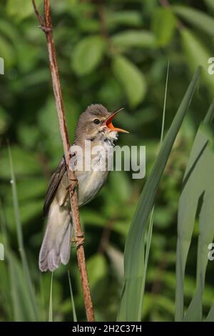 paruline de marais (Acrocephalus palustris), chantant sur une tige de roseau, pays-Bas, Frise, Makkum Banque D'Images