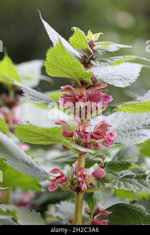 Grand Rouge Morte-Nettle, Grand Rouge Deadnettle (Lamium orvala), floraison, pays-Bas, Frison Banque D'Images