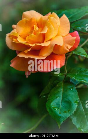 Rose ornementale (Rosa spec.), rose orange avec gouttes de pluie sur ses feuilles, Allemagne Banque D'Images