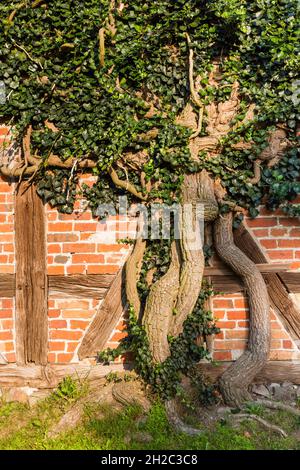 Ivy anglais, ivy commun (Hedera Helix), ivy vieux au revêtement d'une ancienne maison en bois de clinked, Allemagne, Mecklembourg-Poméranie occidentale Banque D'Images