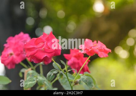 Des roses rouges sont plantées dans le jardin. Banque D'Images