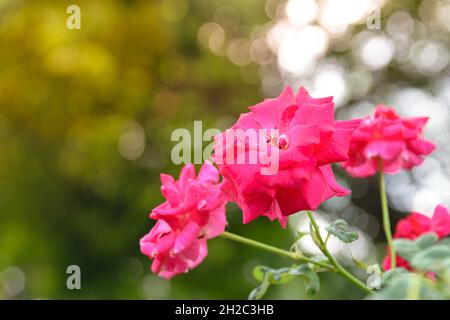 Des roses rouges sont plantées dans le jardin. Banque D'Images