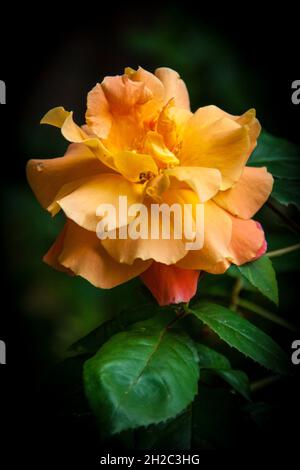 Rose ornementale (Rosa spec.), rose orange avec fond foncé, Allemagne Banque D'Images