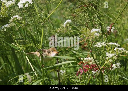 paruline de marais (Acrocephalus palustris), chantant dans un pré avec la dentelle de la reine Anne, pays-Bas, Frison, Makkum Banque D'Images