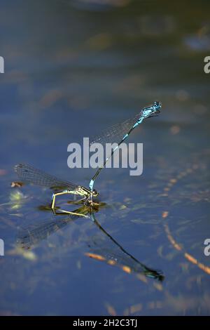 Damselfly variable (Coenagrion pulchellum), oeufs pondus de couple, avec image miroir, pays-Bas, Overijssel,Parc national de Weerribben-Wieden Banque D'Images