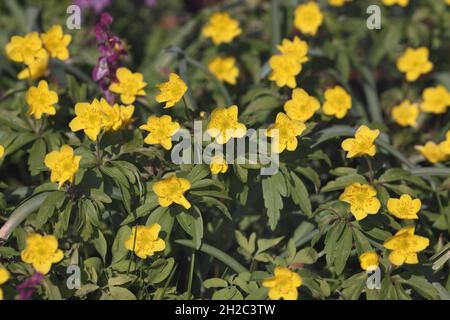 Anemone jaune, anemone de bois jaune, anemone de buttercup (Anemone ranunculoides), floraison, Pays-Bas, frison Banque D'Images