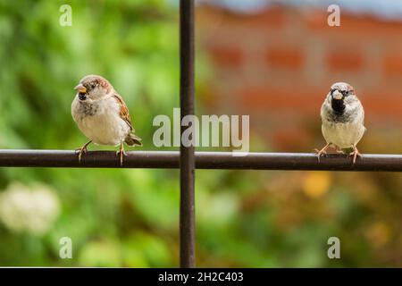 Maison d'arrosage (Passer domesticus), femme et homme assis sur une clôture, Allemagne, Mecklembourg-Poméranie occidentale Banque D'Images