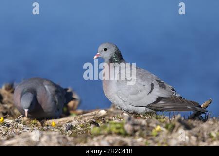 Pigeon de stock (Columba oenas), deux pigeons de stock fourragent sur le sol, pays-Bas, Frison Banque D'Images