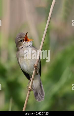 paruline de marais (Acrocephalus palustris), chantant sur une tige de roseau, pays-Bas, Frise, Makkum Banque D'Images